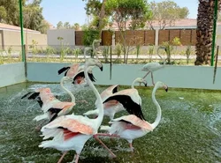 Flamingo Cottages