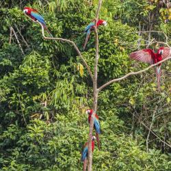 Amazon Jungle Accommodation Bahrain