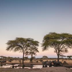 Chobe Accommodation Bahrain