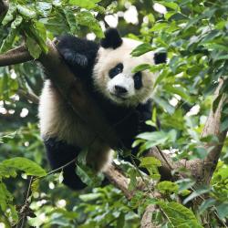Chengdu Accommodation Bahrain
