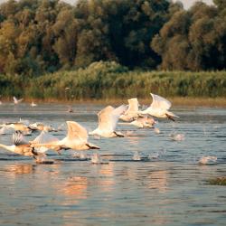 Danube Accommodation Bahrain