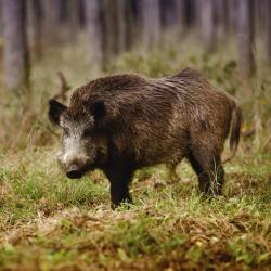 Őrség Accommodation Bahrain