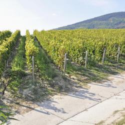 Tokaj Wine Region Accommodation Bahrain