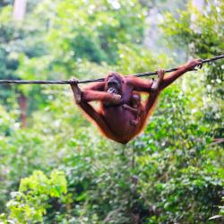 Borneo Accommodation Bahrain