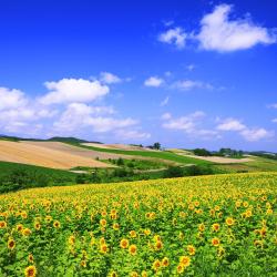 Hokkaido Accommodation Bahrain