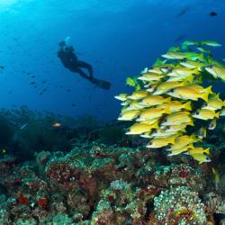 Dhaalu Atoll Accommodation Bahrain