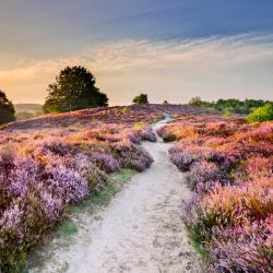 Veluwe Accommodation Bahrain