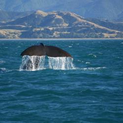 Kaikoura Accommodation Bahrain