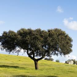 Alentejo Accommodation Bahrain