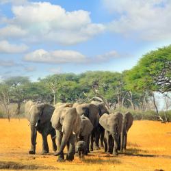 Hwange National Park Accommodation Bahrain